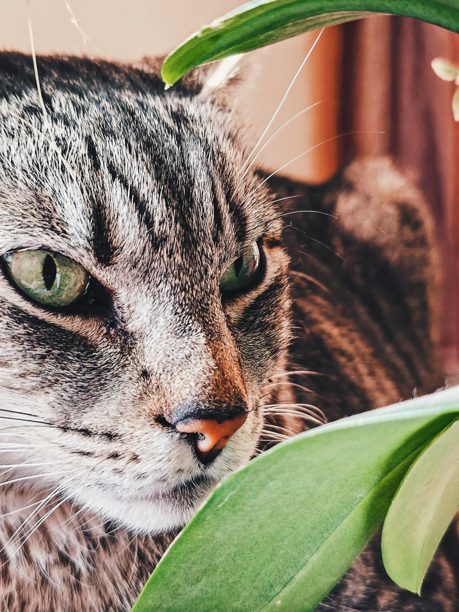 OmegaPro on Twitter "why does my cat look so majestic in this photo"