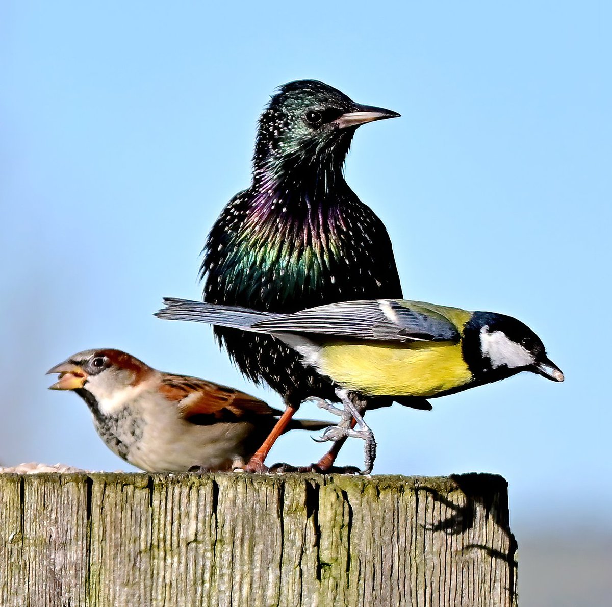 Carl Bovis tweet media