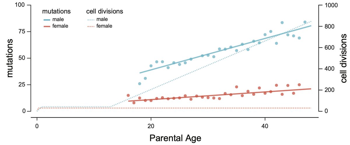 Matthew Hahn (@3rdreviewer) on Twitter photo Happy to see this new preprint out (with @yadirapga and <a href="/suggestive_pval/">Richard Wang</a>). In it we propose a new explanation for male mutation bias--faulty males.
1/
ecoevorxiv.org/repository/vie… Happy to see this new preprint out (with @yadirapga and <a href="/suggestive_pval/">Richard Wang</a>). In it we propose a new explanation for male mutation bias--faulty males.
1/
ecoevorxiv.org/repository/vie…