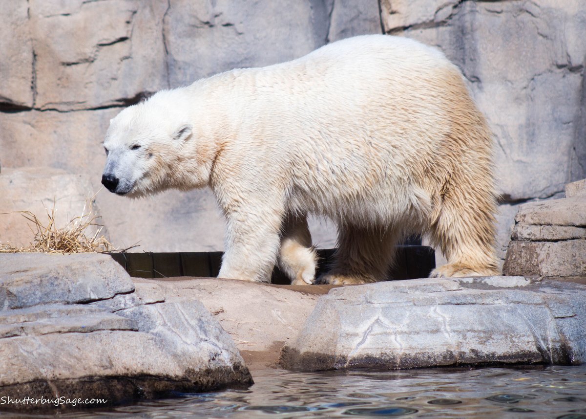 theautismnews's tweet photo. 🐾📹 Live Polar Bear Cam now on Zac Browser - Zone for Autistic Children! Witness the majestic world of polar bears right from your screen. Visit https://t.co/6T2adNAFbf and let your kids experience the wonders of nature in real-time! ❄️🐻 #ZacBrowser #autism #autistic #PolarBear https://t.co/gkiJg5UyV0