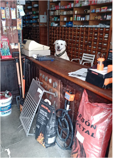 HourlyAwww's tweet photo. The clerk at this hardware store was a very good boi
#animals #dog #cat #aww #cute #cats #dogs #pets #love #puppy https://t.co/Hx54TCdcBS