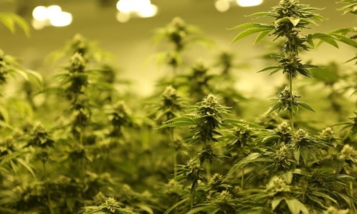 US Industrial Hemp plunges from last year

#hemp #cbd #cannabis #cannabiscommunity #cbdoil #hempnews weedworthy.com/the-news/press…