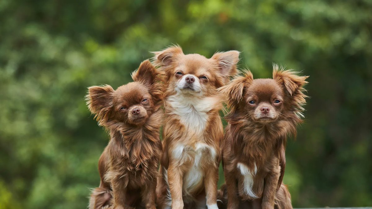 MentalHealthAm's tweet image. 87% of pet owners have experienced #mentalhealth benefits from pet ownership. 🐾 Learn more from @HABRITweets about how our pets empower us to #LookAround and #LookWithin: bit.ly/41qyPkM