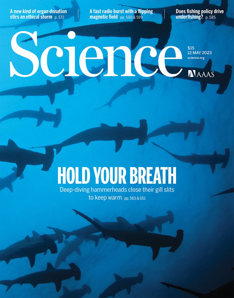 Hammerhead sharks “hold their breath” to keep warm as they hunt in deep, cold waters, a new study finds. The previously unobserved and unexpected phenomenon may be widespread among other deep-diving sharks and fishes.

Learn more this week in Science: scim.ag/2Au
