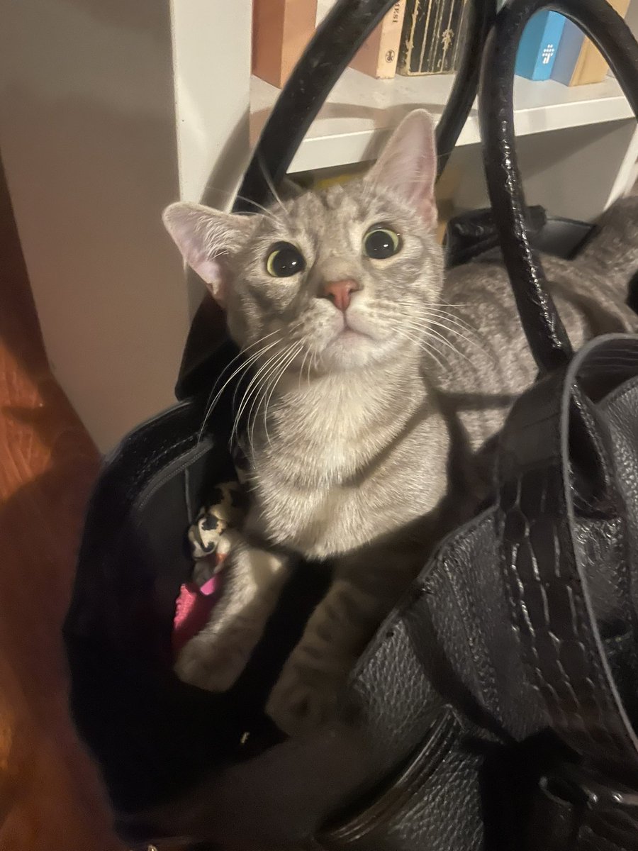 Sktir orosbu avedersin.