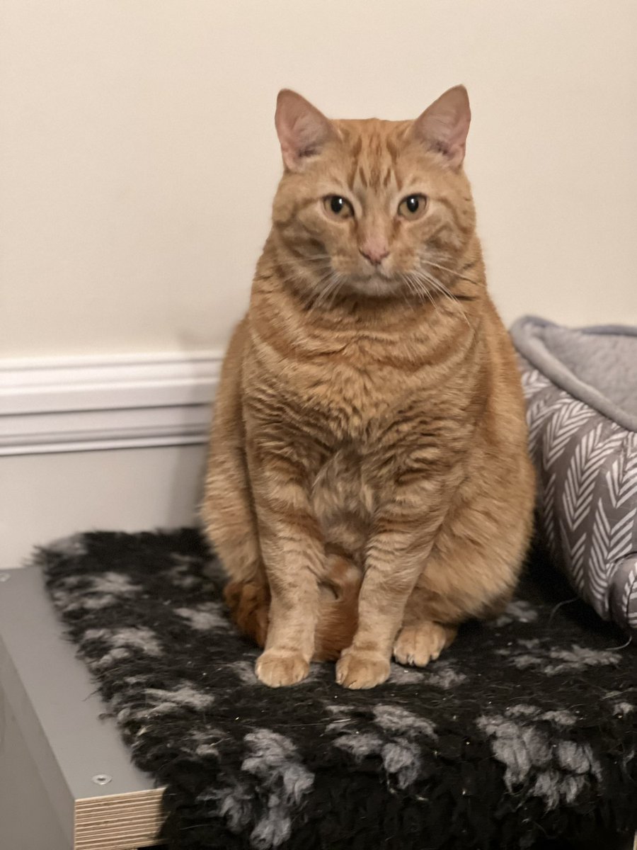 ConsettCats's tweet photo. This fatty bum bum is up for adoption.
He does need a vet check and having never seen a vet in years he may need a dental which we will of course pay for but he is such a lovely lad.
He will love a quiet home of his own and at age 8, he is not into all that silly kitten business https://t.co/r4r3Js9kW1