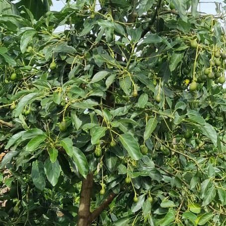 Ndagijimana Narcisse tweet media