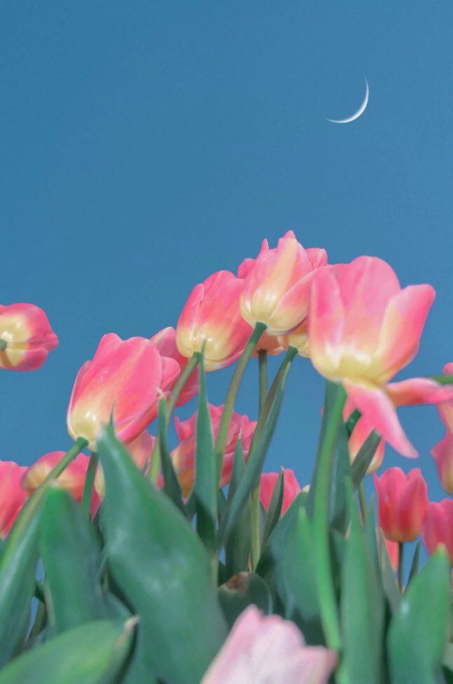 moon &amp; tulips