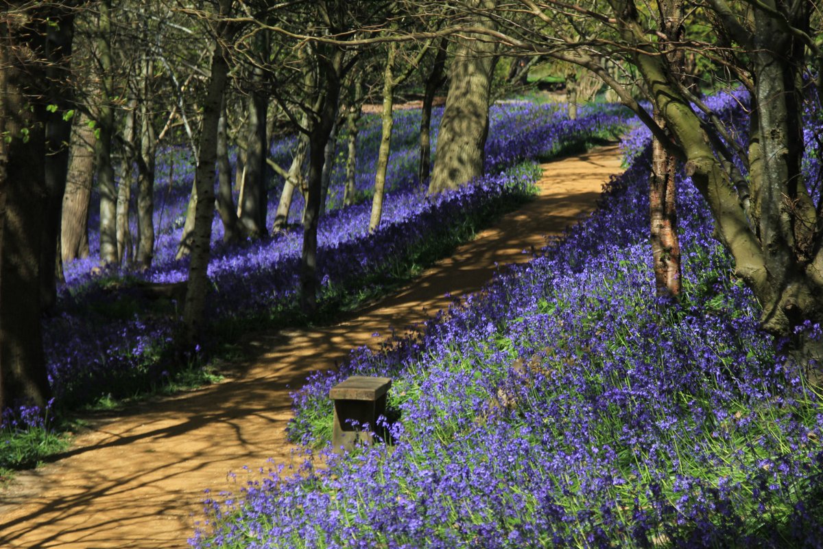 According to the folklore of flowers, anyone who wanders into a ring of bluebells will fall under fairy enchantment. 

#FolkloreThursday

Photo: Jo Hatcher, Emmett's Garden