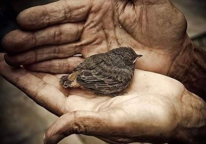 Sidi_ll's tweet photo. العلاقات كالعصافير .. إن أمسكتها بإحكام تموت، وإن أمسكتها بتساهل تطير !
فقط، أمسكها بعناية، وستبقى معك للأبد... https://t.co/43Tszm1D7c