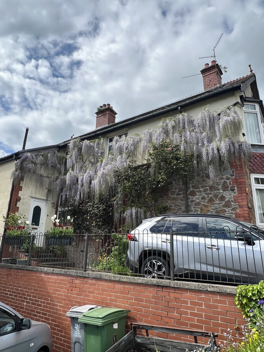 The wisteria this year is the best ever and I thought you needed a wet August to give good flowering the next year. Certainly didn’t have that last year.