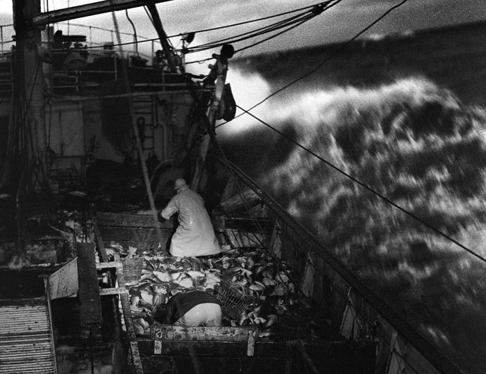 ᴘʜɪʟ ᴋɴᴇᴇɴ 🇮🇲 tweet media