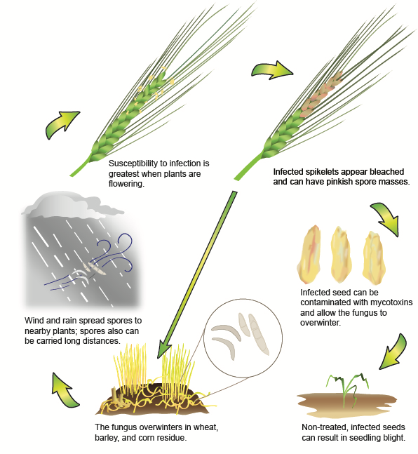 Fusarium head blight disease cycle.

Susceptibility to infection is greatest during flowering.

Learn more from Extension.

<a href="/DTelenko/">Darcy Telenko</a> <a href="/KelseyFAndersen/">Kelsey Andersen Onofre</a> <a href="/MartinChilvers1/">Martin Chilvers</a> <a href="/baldpathologist/">Tom Allen</a> <a href="/MandyBish1/">Mandy Bish</a> <a href="/PACropDoc/">Dr. Alyssa Collins</a> <a href="/maddishires/">Maddi Shires</a> <a href="/TNplantDR/">Heather M Kelly</a> <a href="/thppdd_lab/">Texas High Plains Plant Disease Diagnostic Lab</a> <a href="/ppp_trey/">Trey Price</a> <a href="/badgercropdoc/">Damon L. Smith</a> #agtwitter