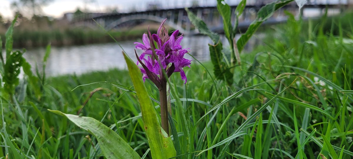 HappyNesselande's tweet photo. #flowering #Nesselande #orchis https://t.co/F64iVL2Iq9