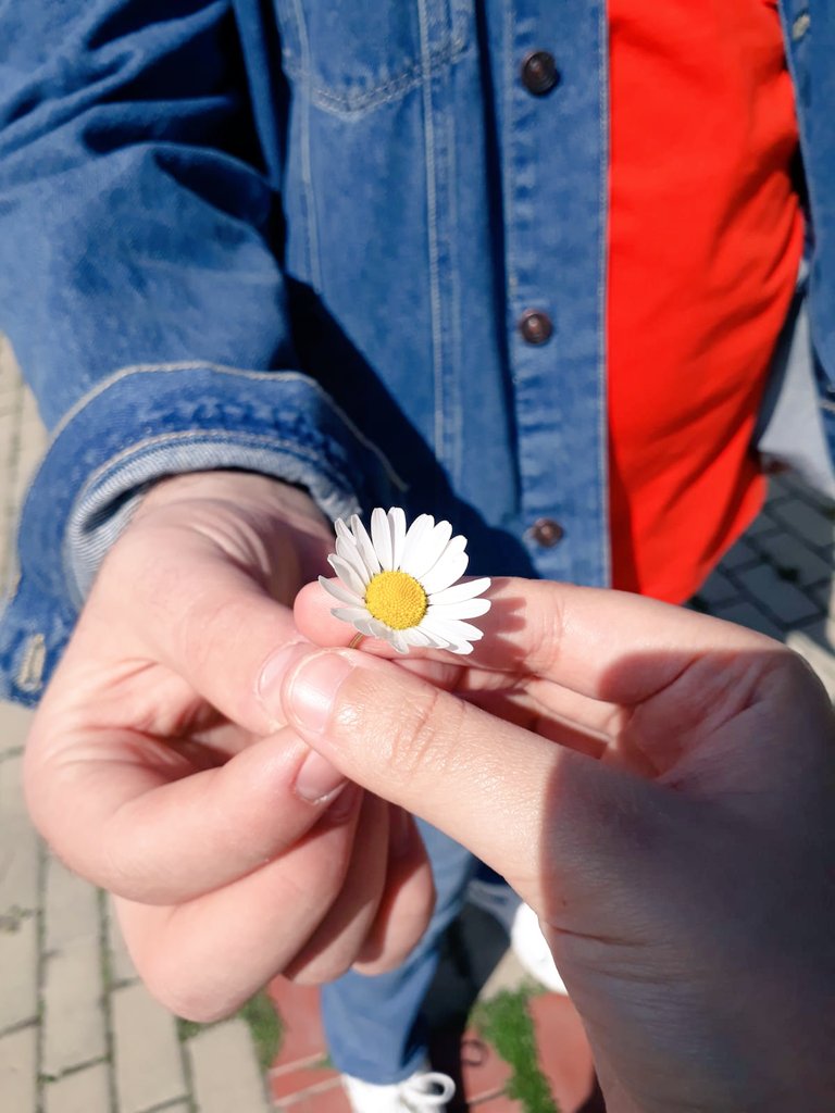 yildirimmo6's tweet photo. Tüm papatyalar bizim sevgilim, sarısı ben olayım beyazı sen 🌼 https://t.co/gmlAXUaD4H