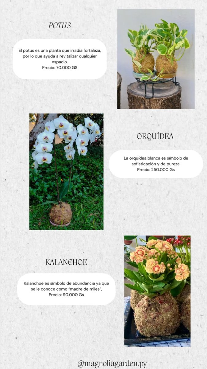 Ya tenés en mente el regalo para tu ma??? Si no sabes o aún estás dudando en que regalarle a la mejor influencer de tu vida, te dejo estas opciones 🌿🥰👇🏻
.
.
#DiaDeLaMadre #RegaláVida 
#kokedamas #kokelovers 
#MagnoliaGarden
