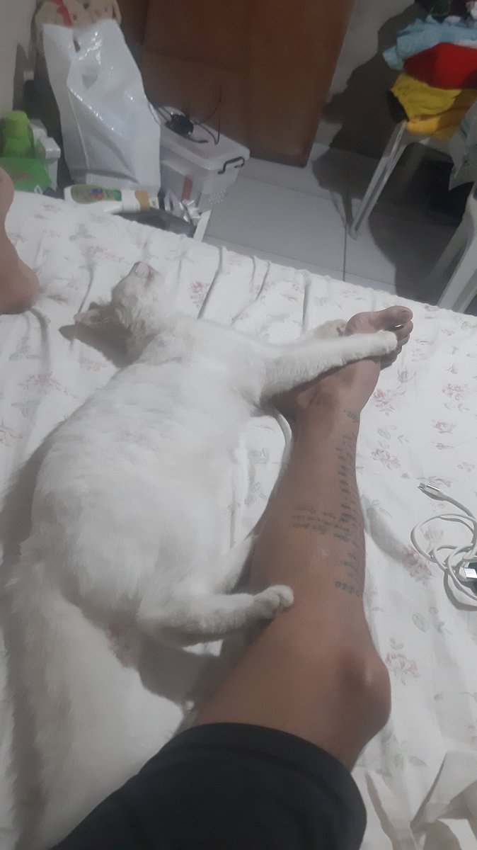 HermannSidhart2's tweet photo. Meu chamei diário 🐈❤️😍 https://t.co/VKBXEbgbP9