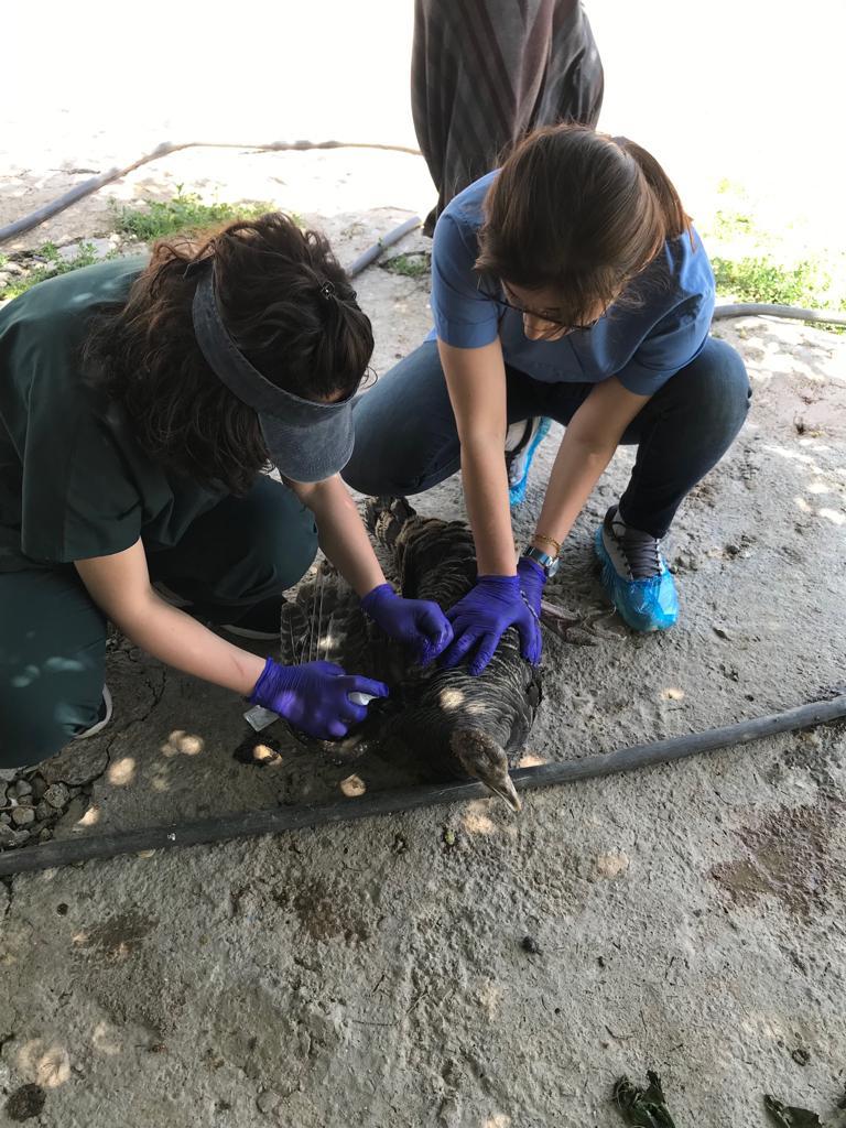 İl Müdürlüğümüz personelleri tarafından Nusaybin İlçemizde Kanatlı Survey Programı kapsamında örnekler alındı.
<a href="/VahitKirisci/">Prof.Dr.Vahit Kirişci</a>
<a href="/mahmutdemirttas/">Mahmut Demirtaş</a>
<a href="/TCTarim/">T.C. Tarım ve Orman Bakanlığı</a>
<a href="/MenduhDinler/">Menduh DİNLER</a>