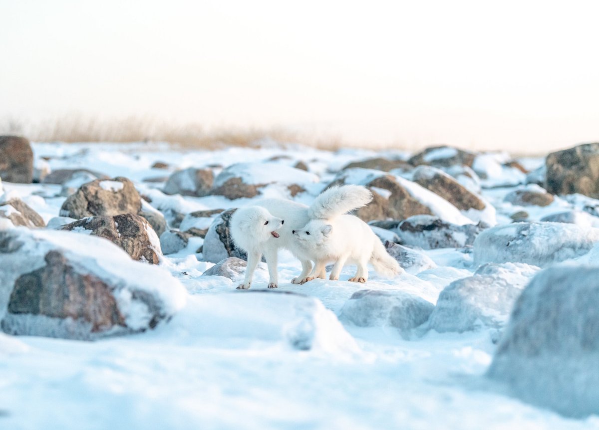 Gm. This a forever favourite image. The most Arctic of squabbles. ❄️