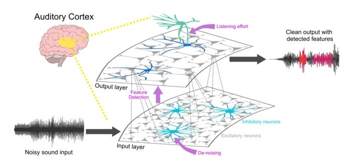 Michael F. Chiang, MD (@neidirector) on Twitter photo From <a href="/PittTweet/">University of Pittsburgh</a>, machine learning + brain imaging reveals clues to how we recognize & process sound.
Could lead to better treatment of disorders affecting speech recognition, and to improving hearing aids. <a href="/SatyabrParida/">Satyabrata Parida</a> <a href="/vatsun/">Srivatsun Sadagopan</a> <a href="/UPMCnews/">UPMC</a>
<a href="/CommsBio/">Communications Biology</a>: go.nature.com/3HKu7r7 From <a href="/PittTweet/">University of Pittsburgh</a>, machine learning + brain imaging reveals clues to how we recognize & process sound.
Could lead to better treatment of disorders affecting speech recognition, and to improving hearing aids. <a href="/SatyabrParida/">Satyabrata Parida</a> <a href="/vatsun/">Srivatsun Sadagopan</a> <a href="/UPMCnews/">UPMC</a>
<a href="/CommsBio/">Communications Biology</a>: go.nature.com/3HKu7r7