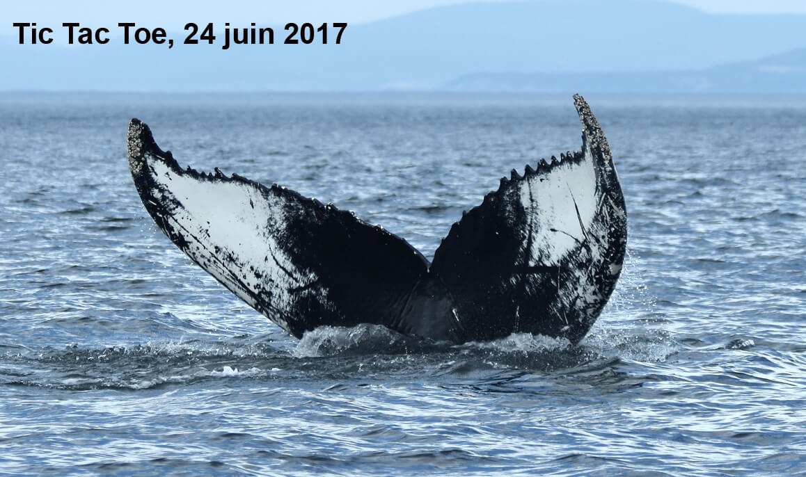 Le rorqual à bosse Tic tac toe a été observé aujourd'hui dans l'estuaire! Elle nageait seule, s'alimentant à distance de la rive. 🐋Grâce à ses marques distinctives, son caractère fougueux et ses nombreuses visites, Tic Tac Toe est une vedette dans le Saint-Laurent.