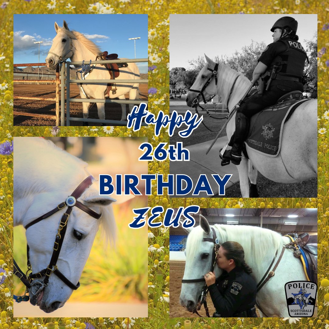 ScottsdalePD's tweet image. Happy 26th Birthday Zeus!!! He has been a Scottsdale PD mount for the last 18 years with the distinction of being the longest-serving working animal for Scottsdale PD. He is well cared for by our staff &amp;amp; his partner.

#ScottsdalePD #policemountedunit #MountedUnit #joinSPD #horses