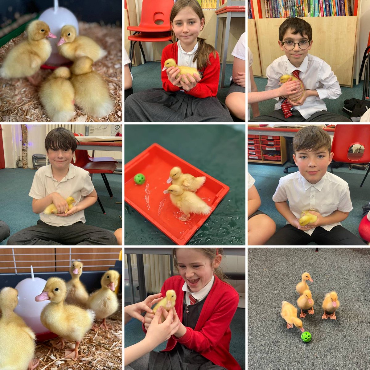 So much duckling fun this week. The children named them Charles, Camilla, Will and Kate in honour of the new King!!