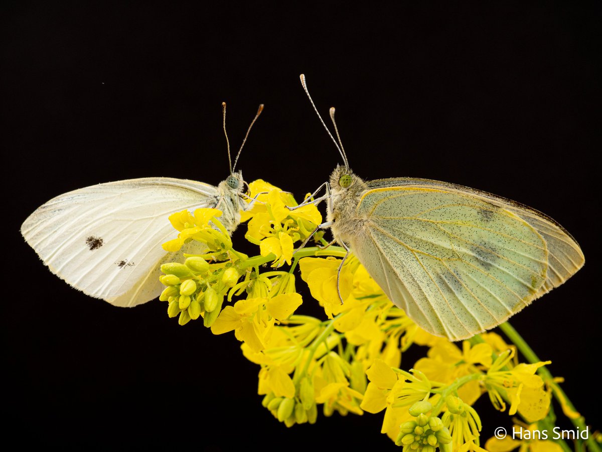 Olfactory genes are normally highly divergent even between closely related insect species. Not so in Pieris butterflies🦋.  Great work Qi !  Thanks to @DickeMarcel, @WURplant @WUR  frontiersin.org/articles/10.33…