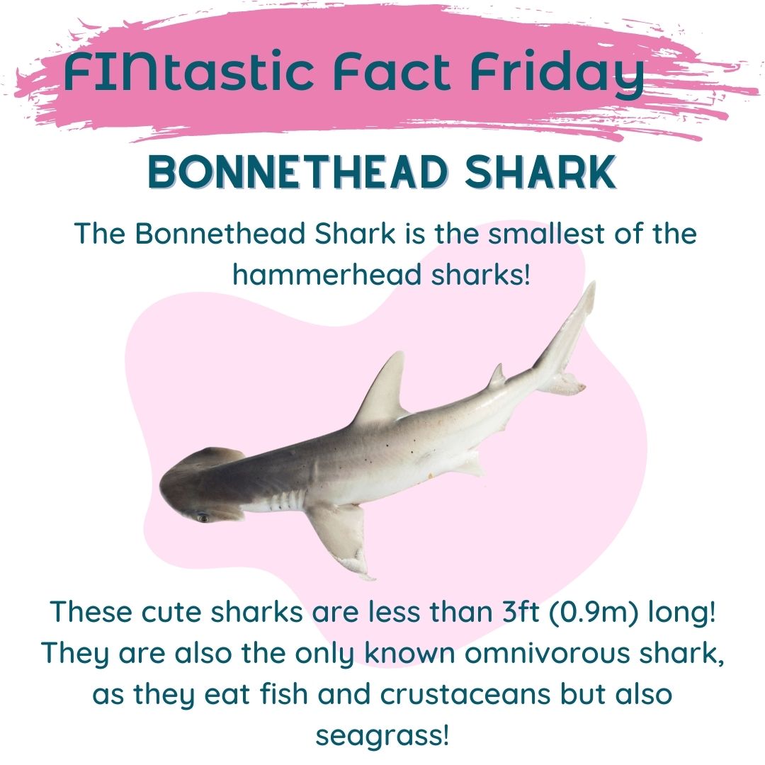 GillsClub's tweet photo. Another #FinTasticFactFriday is among us, and this time, we're featuring one of the cutest sharks around, the #BonnetHead! Also known as the Shovel Head Shark, this little one is named for its head shape. #SmartAboutSharks https://t.co/UjnpiHun4K