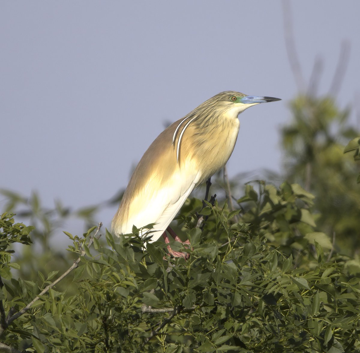 Squacco Heron. Majorca