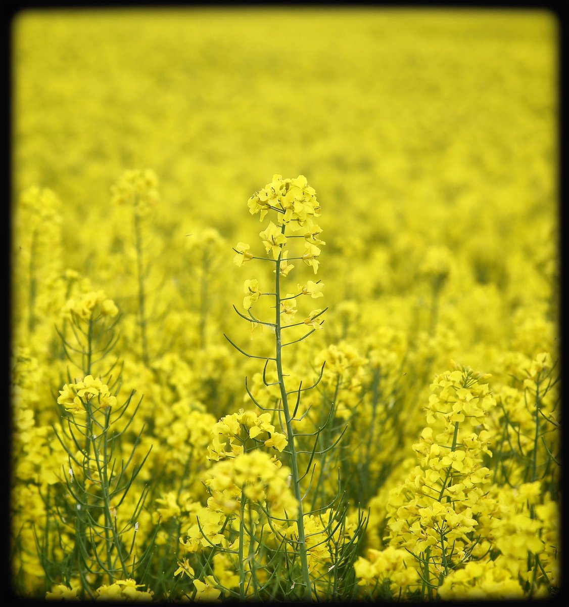 💛… all yellow …💛 #rapeseed  #fields #countryside #nature #flora #plants #mood #atmosphere #joy #almostsummer #beauty #peace #silence #magic #spell #life #symbol #metaphor