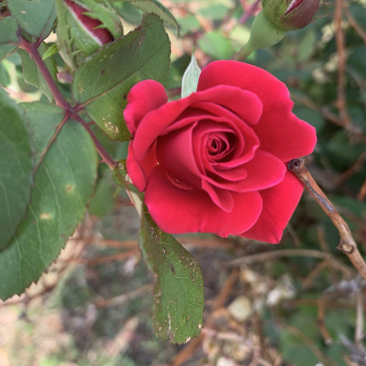 joenahnah's tweet photo. We feel very fortunate to have a beautiful rose bush in our yard. 

Here’s the first rose of the season. 🤩 https://t.co/Uufl3cJKlw