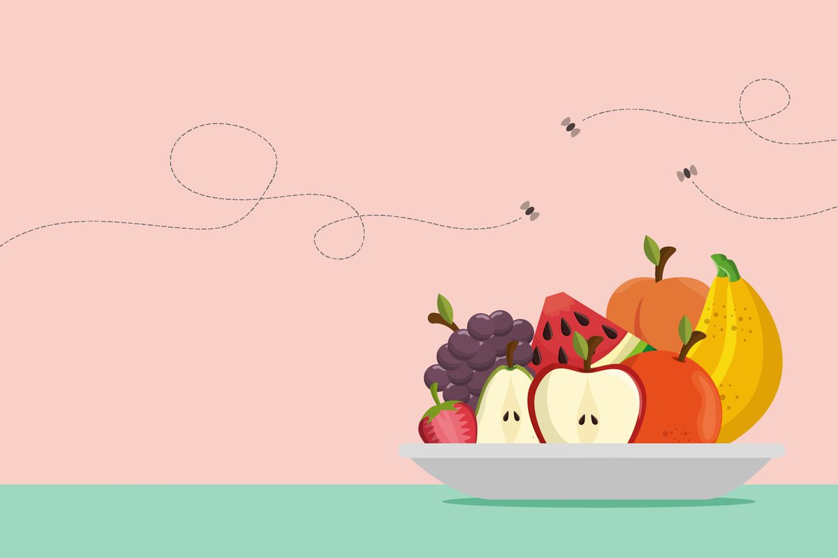kuzminaagneta's tweet photo. Here's the Most Foolproof Way to Get Rid of Fruit Flies - Tips from.... #foodlovers #fruits https://t.co/GhBMJhe1uI https://t.co/Gity6j1YOs