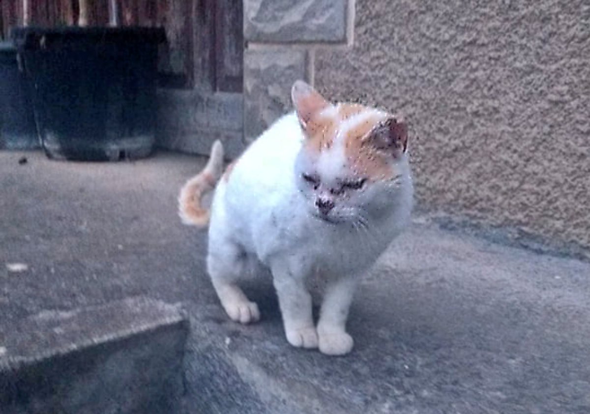 #ÁLAVA
Por no llamarlos (gentuza de mierda), no referiremos a ellos como; "los que la tenían 😒"....
Se marcharon de donde vivían y a #BLANCA con 9 añitos, la dejaron sola en la calle (no se mueve del entorno de la que fue su casa).
Lo peor, es que al ser casera y sociable, el