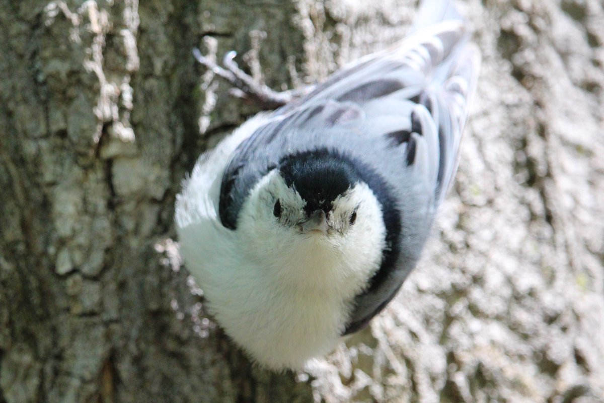 mooch. this guy and several chickadees kept following me around when i was trying to look at warblers.