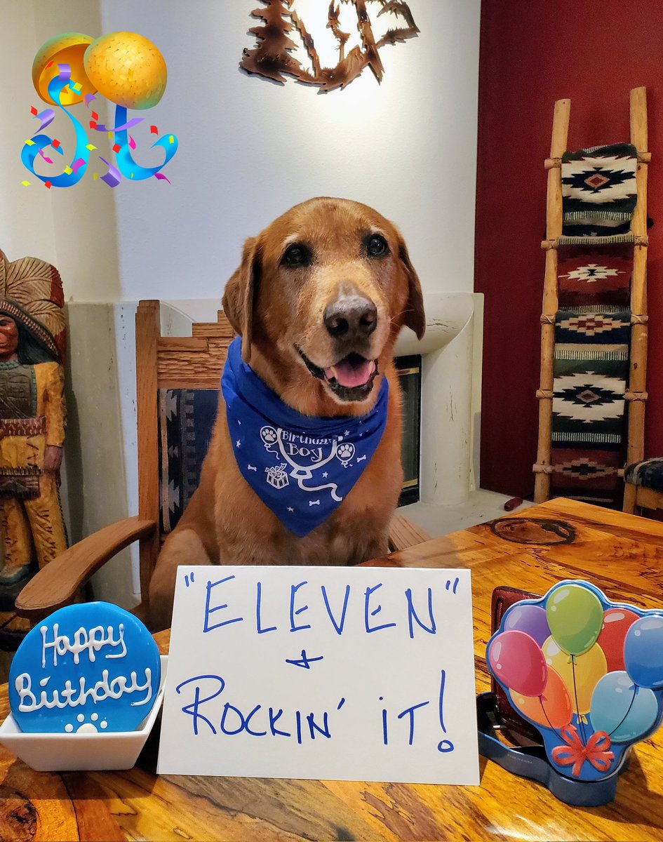 sgsryd's tweet photo. I'm celebrating the Big "ONE-ONE" today! 🥳🐾🎈🎉🎈🎉🐾🥳 https://t.co/fk2tH90DI4