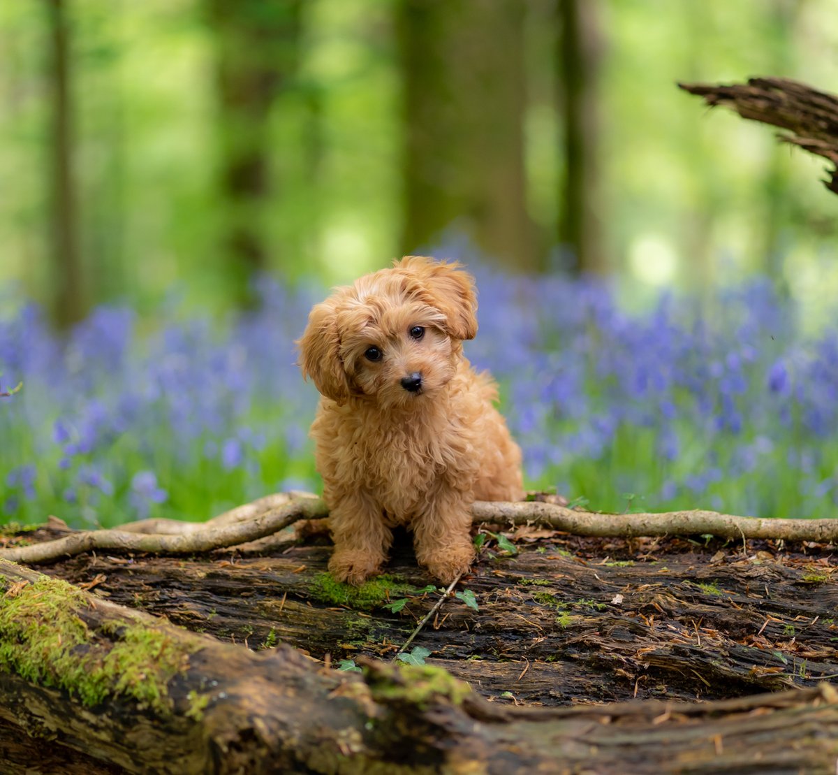 steffi_andrews's tweet photo. Spring is just the best time. Chase agrees! Isn't he just gorgeous? 

#photooftheday #powys #bluebell #photography #WALES https://t.co/ZVAZZm3GbE