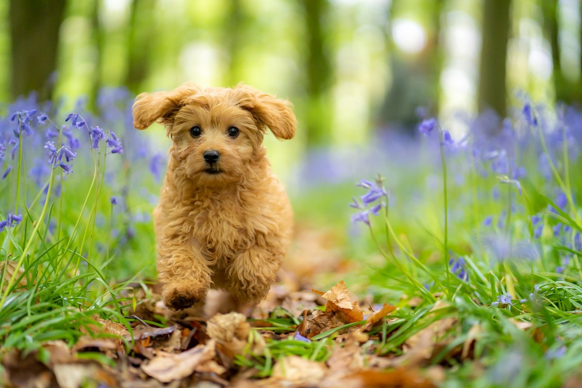 steffi_andrews's tweet photo. Spring is just the best time. Chase agrees! Isn't he just gorgeous? 

#photooftheday #powys #bluebell #photography #WALES https://t.co/ZVAZZm3GbE
