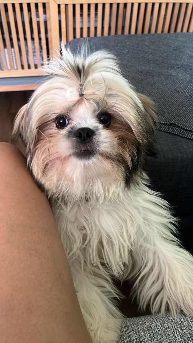l_r_diniz's tweet photo. Um doguinho de cabelo preso passando na sua TL... #quasesexta ❤️ https://t.co/gP6VQWfb91