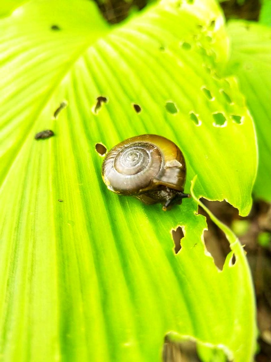 @VisualsbySauter Snail 
@WorldPressPhoto @BraydenCreation @BugsOfArt @kc_native_photo @VisualsbySauter @womenphotograph @I_J_Photography