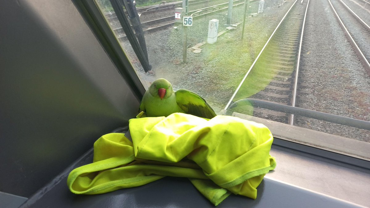 🦜Een opvallende reiziger op de trein in Liedekerke vanavond. Deze papegaai raakte verstrikt in de ruitenwisser van de trein, maar werd bevrijd door de treinbestuurder.

🏥Het dier wordt nu verder verzorgd bij een papegaaienopvang. 

👍 Mooie daad van de collega’s <a href="/NMBS/">NMBS</a>