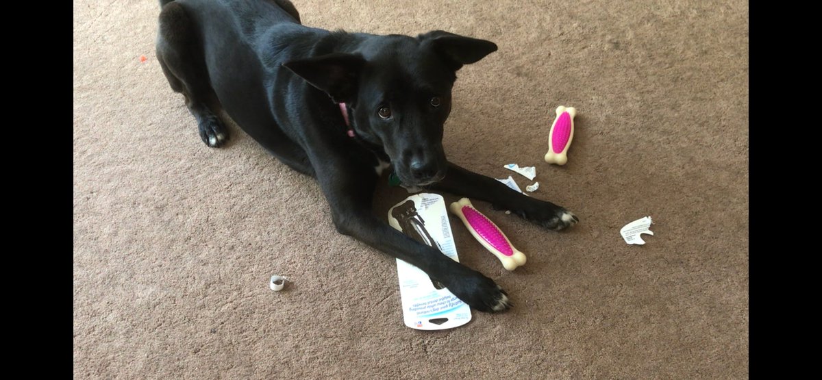 We're going to need a ruling on this. <a href="/darth/">darth™</a> 
It appears Molly helped herself to both new chew toys while I put the groceries away and didn't even share one with her sister. 

Any chance you're taking new clients, <a href="/sasshole/">The Blowhole Innocence Project</a>?