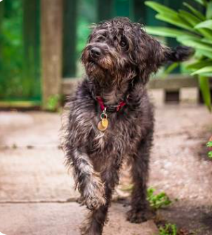 PetClassics's tweet photo. It's really great to see these customer stories!

#dogs #DogLife #dogstairs #dogstep #dogsurgery #dogrecovery https://t.co/pyIbt9LHVL