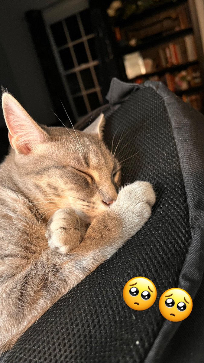 emmer409's tweet photo. @ShouldHaveCat https://t.co/YeyZTDgeun