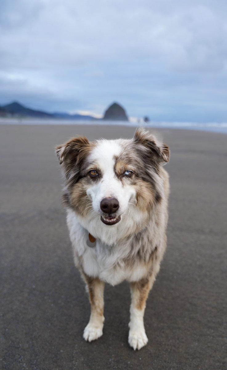 brylo237's tweet photo. @theshamingofjay My ride or die, Izzy.
Only on insta: izzy_theadventurepup
#RescueDog #rezdog https://t.co/6j0TbyCUnr