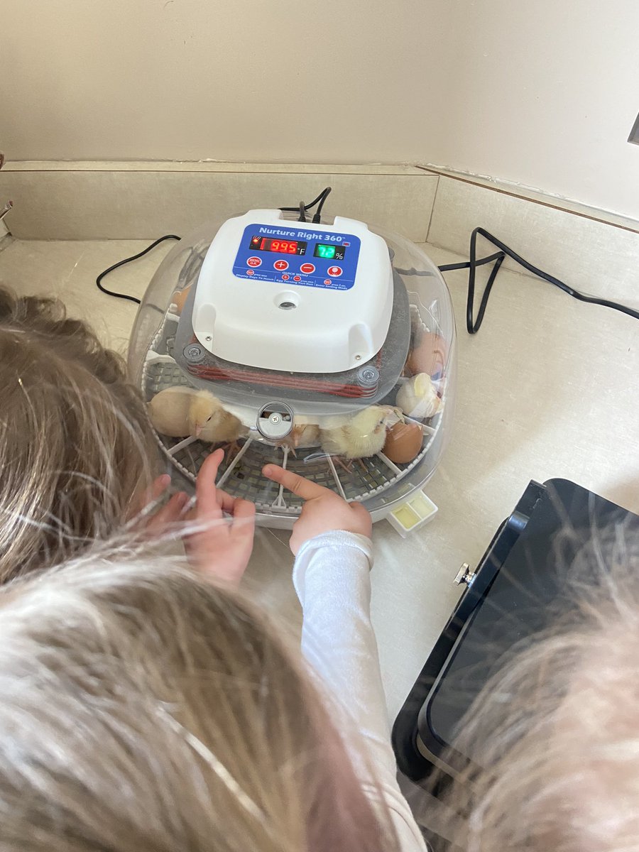 amandakornaga's tweet photo. Mrs. @AshlynHelmeczi and the chicks are teaching the k’s more than lifecycles. They are providing lessons on kindness, gratitude, and responsibility. #leadthecharge https://t.co/e8VKNK8W4O