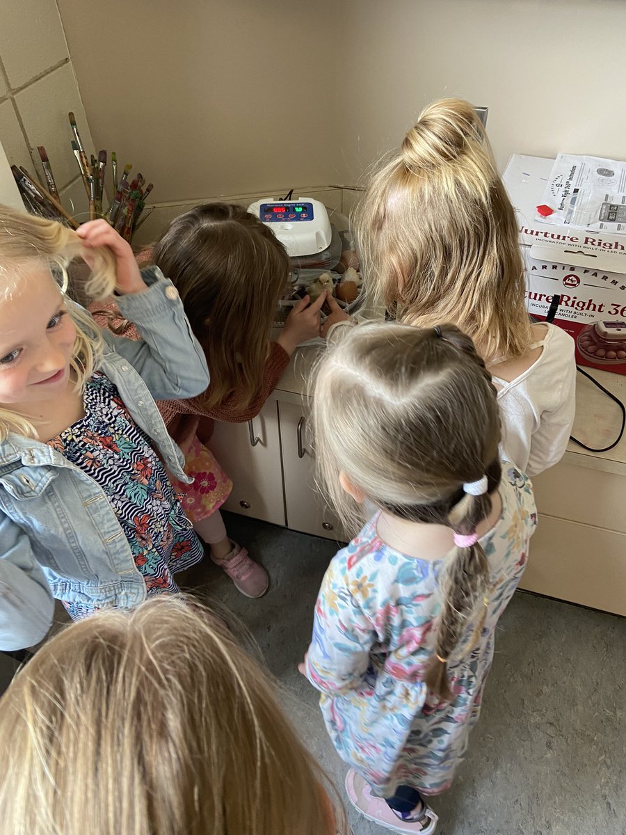 amandakornaga's tweet photo. Mrs. @AshlynHelmeczi and the chicks are teaching the k’s more than lifecycles. They are providing lessons on kindness, gratitude, and responsibility. #leadthecharge https://t.co/e8VKNK8W4O