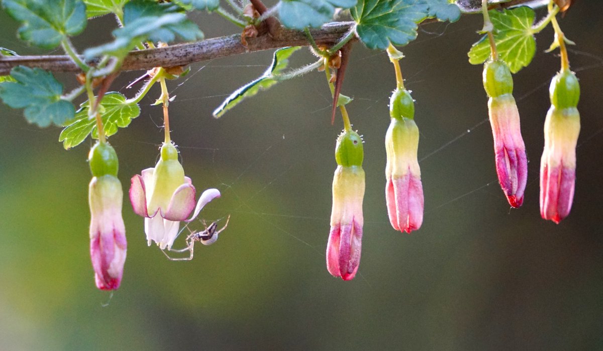 tbh_i_dont_know's tweet image. Noticed this spider on my evening walk. 

It looks like it is carrying a parasite on its abdomen. Can anyone tell me more about what's going on here?

#sciencetwitter #biologytwitter