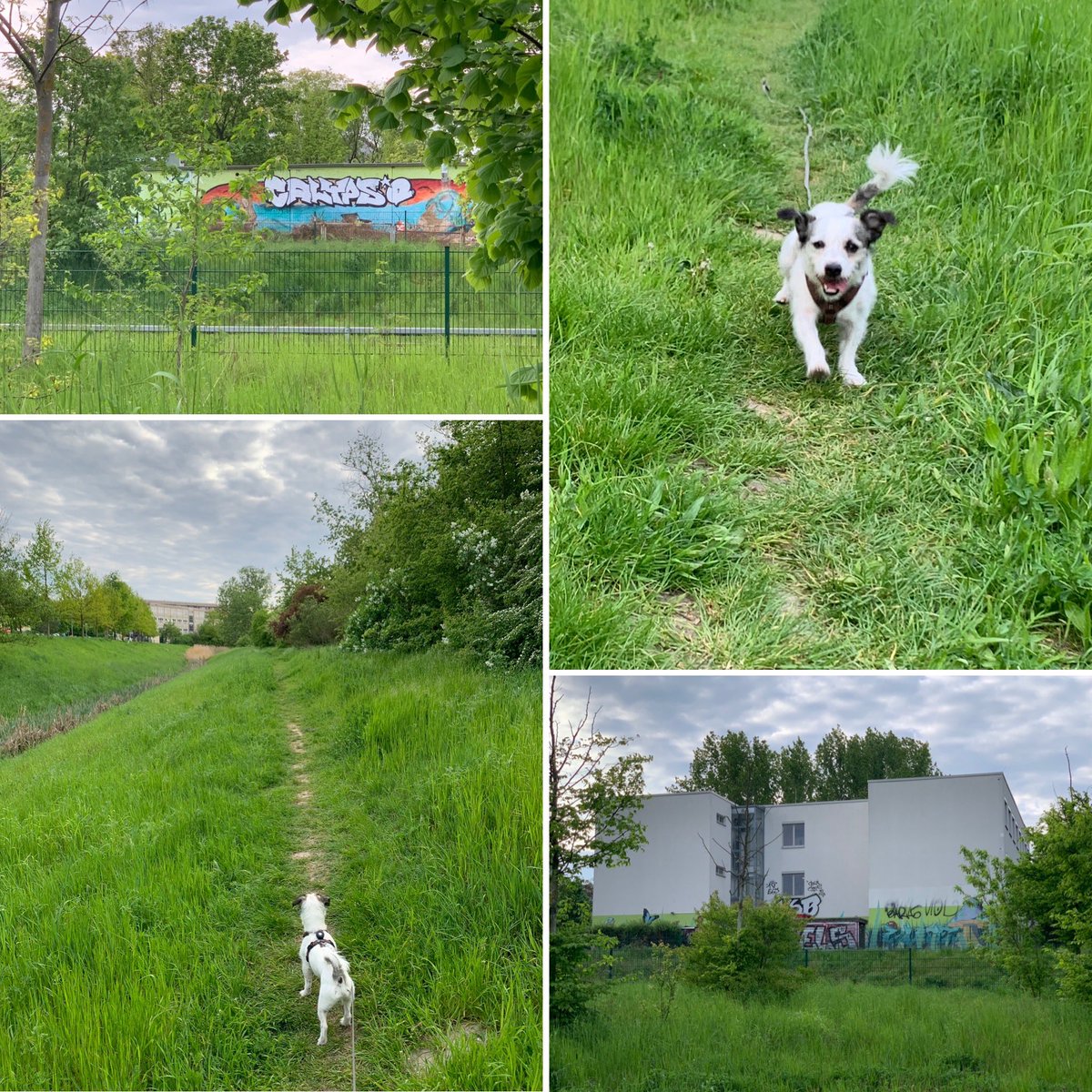 MeikelBLN76's tweet photo. Kleine Runde gedreht… #berlinsmoke #outsidesmoke #unterwegssmoke #sam🐶 #newkingontheblock🐶 #berlinmitteboy🐶 (hier: Hellersdorf, Berlin) https://t.co/PqpHg7vwBd