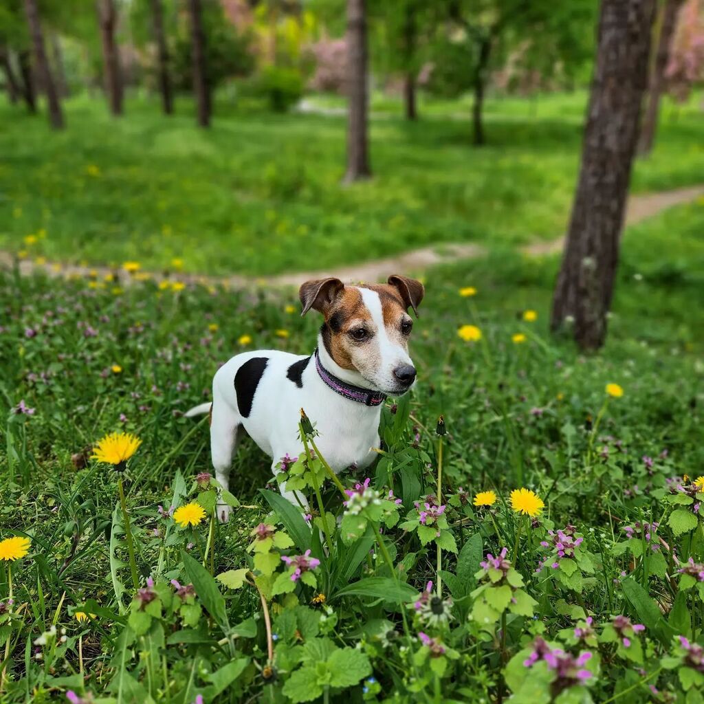 Beleckiy's tweet image. .
.
#doglover #pet #jackrussellsofinstagram #instadog #jessijrt #джекрасселтерьер #собака #myjrt #jrt #jackrussellterrier #dogs #jrtofinstagram #jrtlove #ilovemydog #jackrussell #джекрассел #nature #cute #jackrussellsofig #ilovedogs #дрт #dogsofinstagram… instagr.am/p/CsHOZfcINqZ/